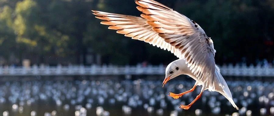 2025-01-25号，随笔